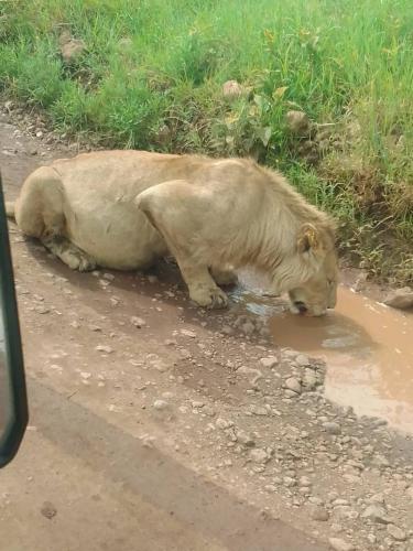 Lion tanzania