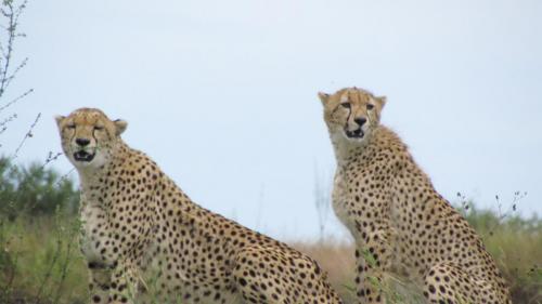 b369f0b4153c45a088185afb5b214d51