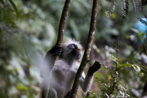 monkey-zanzibar