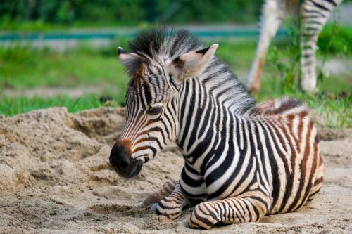 zebra